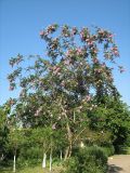 Robinia viscosa