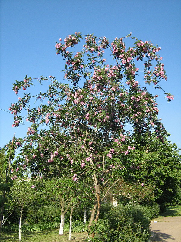 Image of Robinia viscosa specimen.