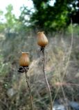 Melandrium album