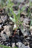 Astragalus schmalhausenii