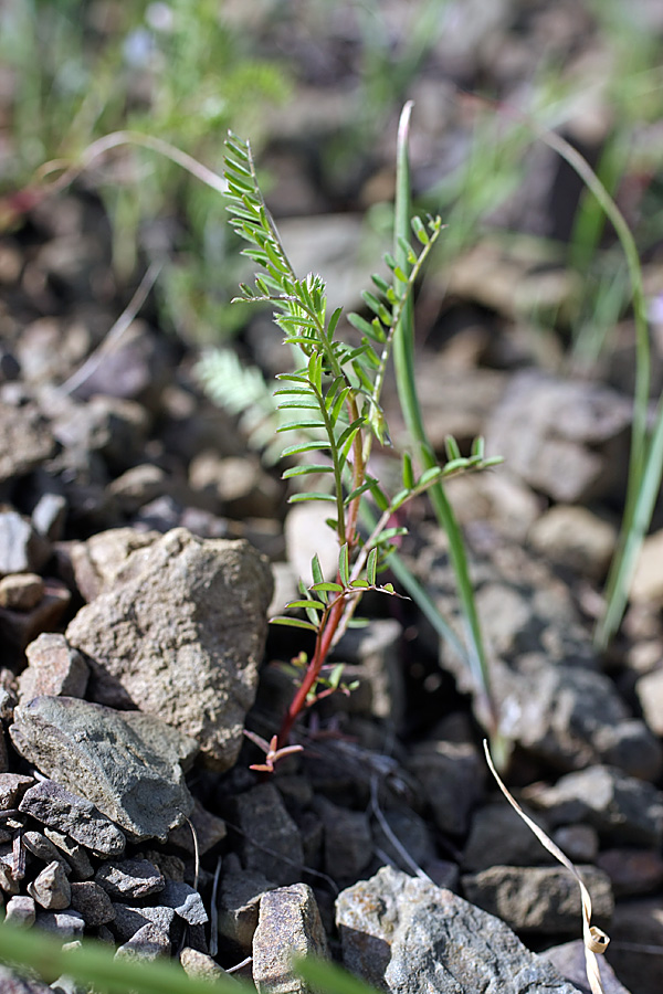 Изображение особи Astragalus schmalhausenii.