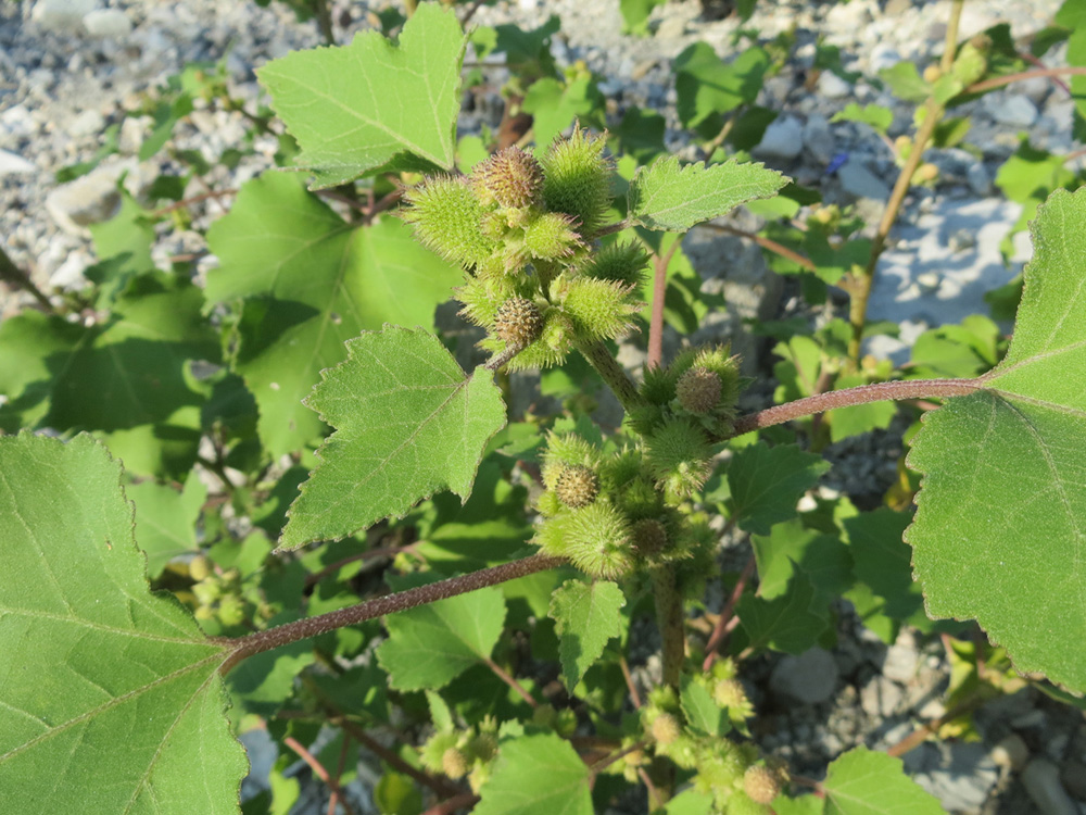 Изображение особи Xanthium orientale.