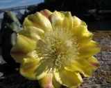 Opuntia dillenii