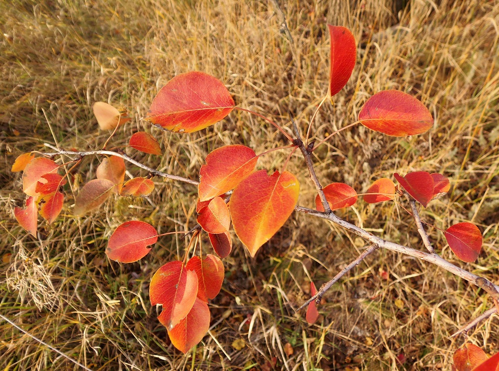 Image of Pyrus pyraster specimen.