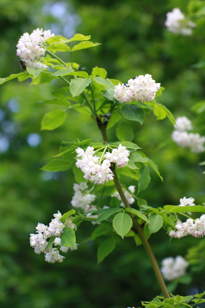 Изображение особи Staphylea pinnata.