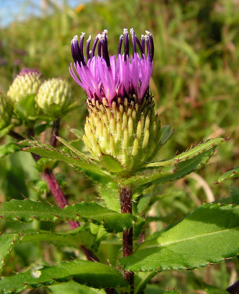 Изображение особи Cirsium vlassovianum.