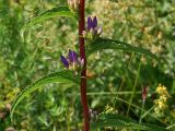 Campanula glomerata. Бутоны раскрывающихся соцветий в пазухах стеблевых листьев. Украина, Закарпатская обл., Свалявский р-н, луг на вершине горы Крыхая возле с. Солочин. 19 июля 2013 г.
