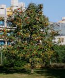 Sorbus aucuparia