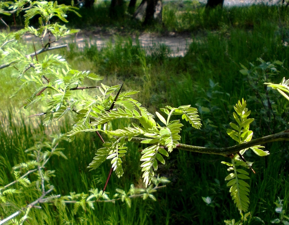 Изображение особи Gleditsia triacanthos.