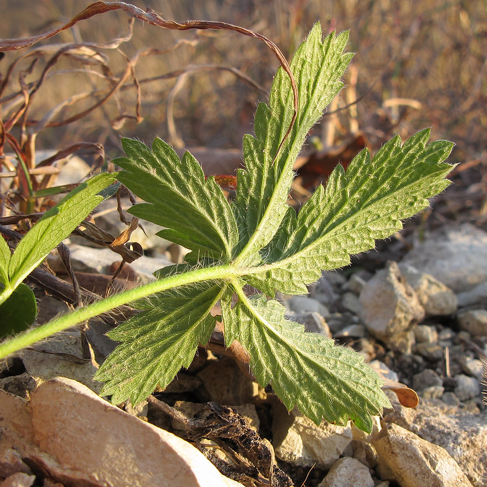 Изображение особи Potentilla caucasica.