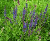 Salvia tesquicola. Верхушки цветущих растений. Курская обл., Суджанский р-н, хут. Меловой. 14 июня 2006 г.