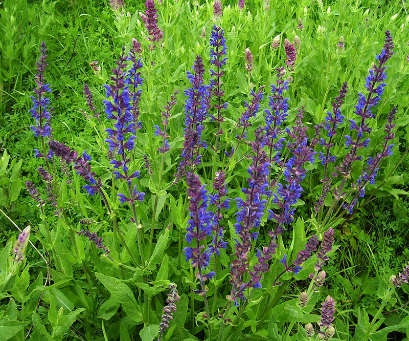 Изображение особи Salvia tesquicola.