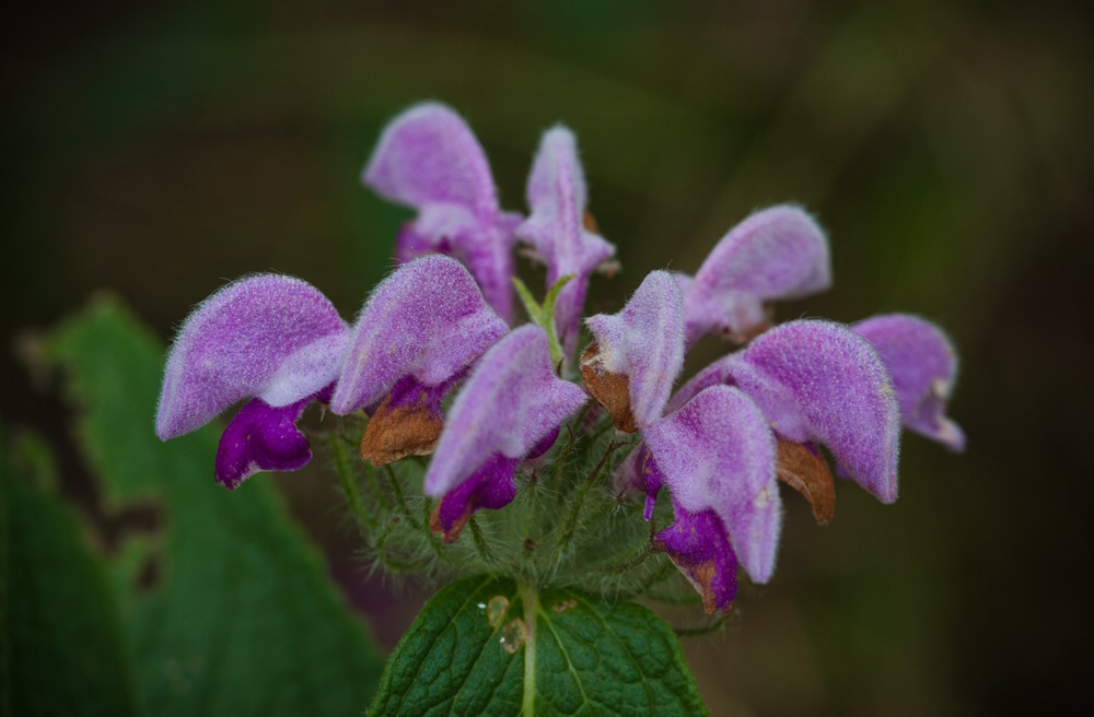 Image of Phlomis taurica specimen.