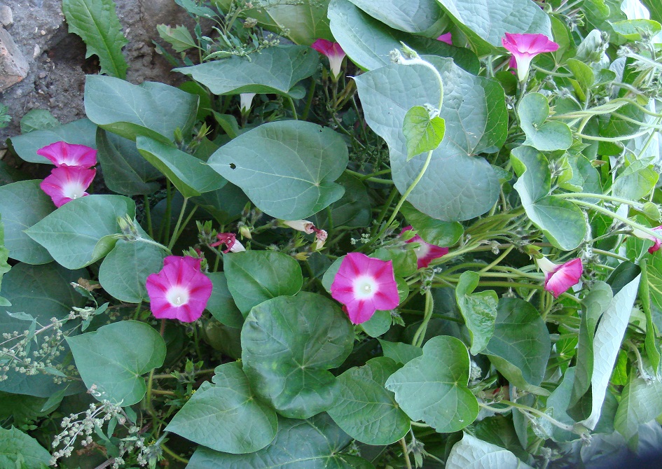 Image of Ipomoea purpurea specimen.