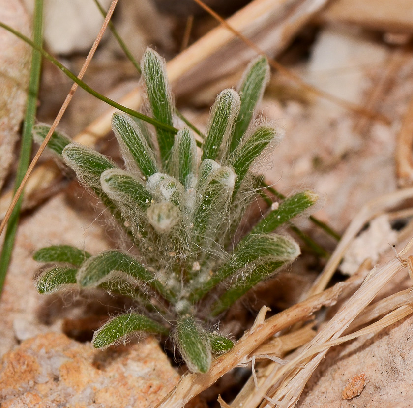 Изображение особи Salsola inermis.