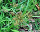 Cyperus distans