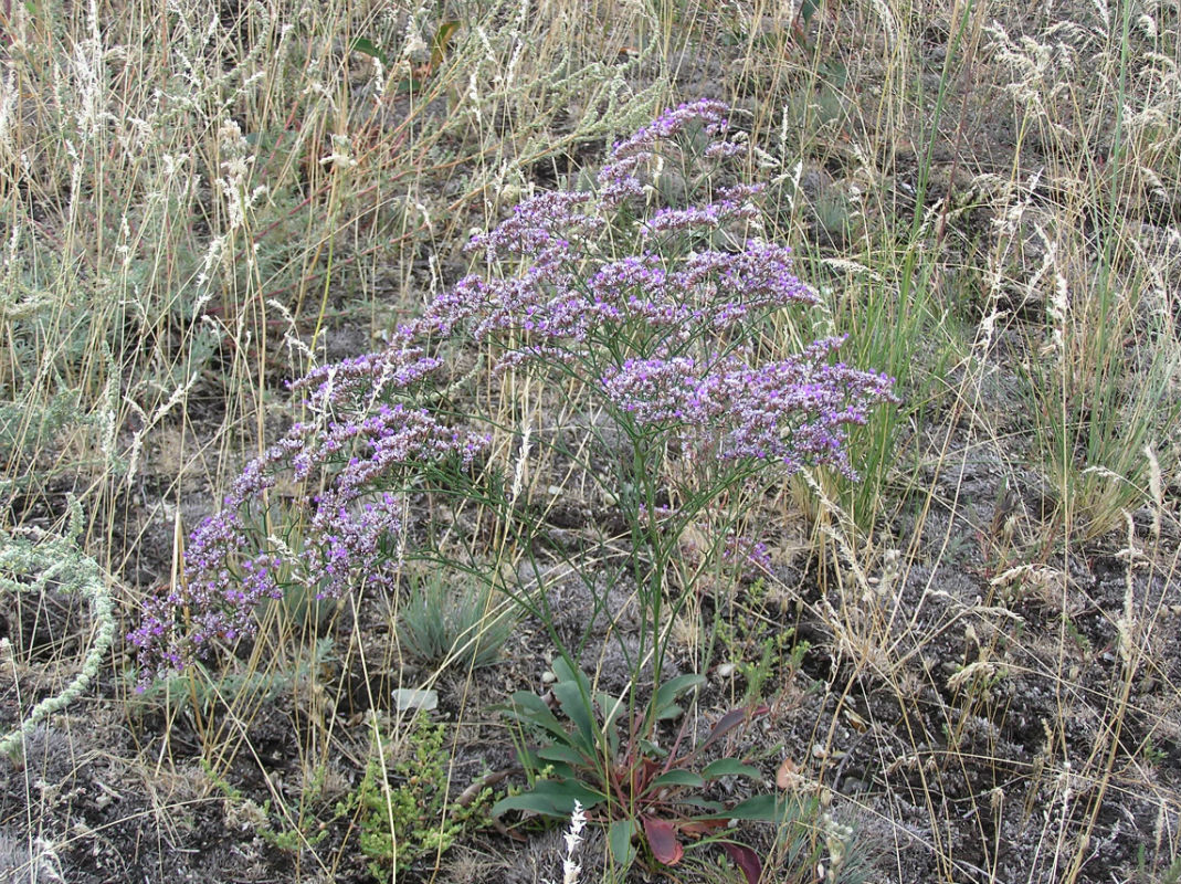 Изображение особи Limonium sareptanum.