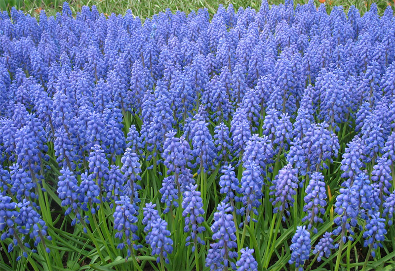 Изображение особи Muscari armeniacum.