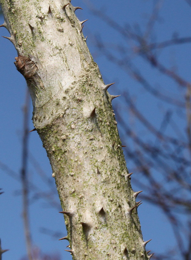 Image of genus Aralia specimen.