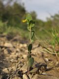 Coronilla scorpioides. Цветущее растение. Краснодарский край, Новороссийский р-н, окр. пос. Абрау-Дюрсо, можжевеловое редколесье. 26.04.2014.