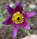 Pulsatilla vulgaris. Цветок. Германия, г. Дюссельдорф, Ботанический сад университета. 28.04.2014.