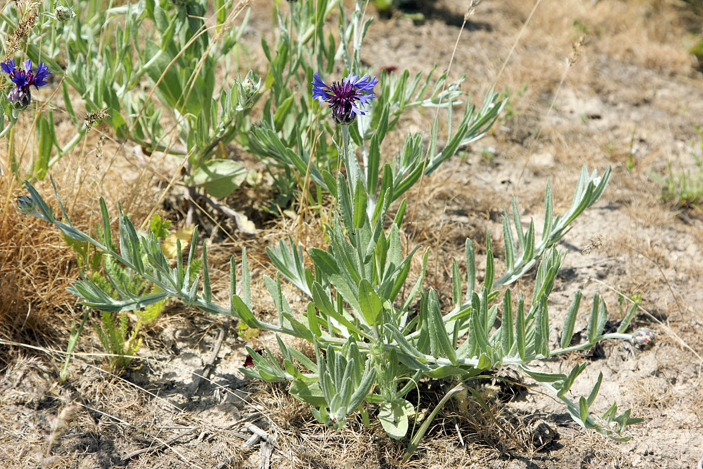Image of Centaurea depressa specimen.