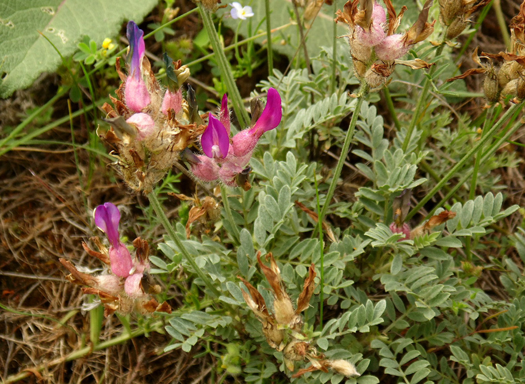 Изображение особи Astragalus vesicarius var. albidus.
