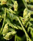 Thuja plicata. Невызревшие шишечки. Германия, г. Дюссельдорф, Ботанический сад университета. 04.05.2014.