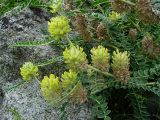 Astragalus maximus