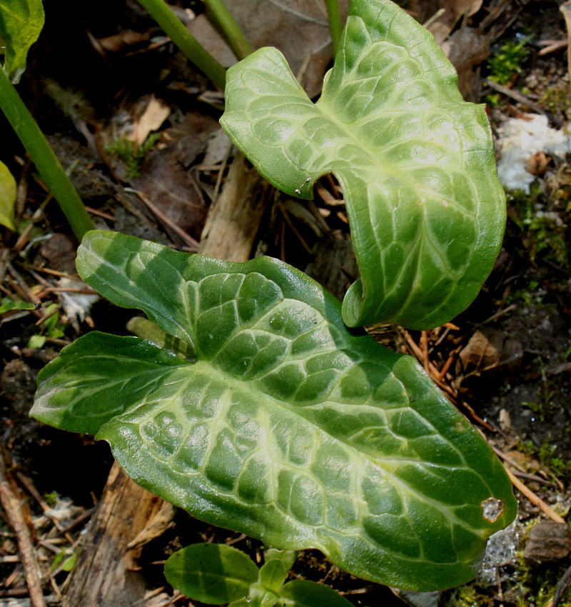 Image of Arum italicum specimen.