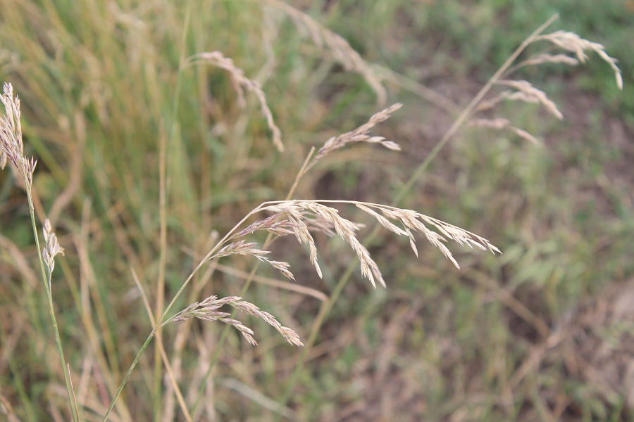 Image of Poa angustifolia specimen.