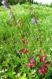 Campanula rapunculoides