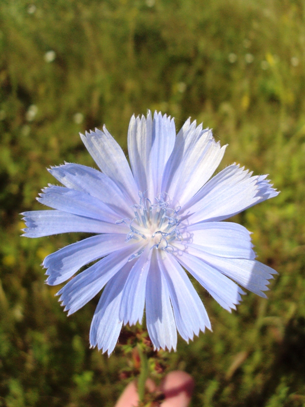 Image of Cichorium intybus specimen.