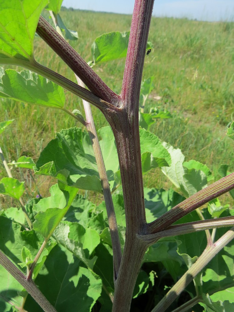 Изображение особи Arctium tomentosum.