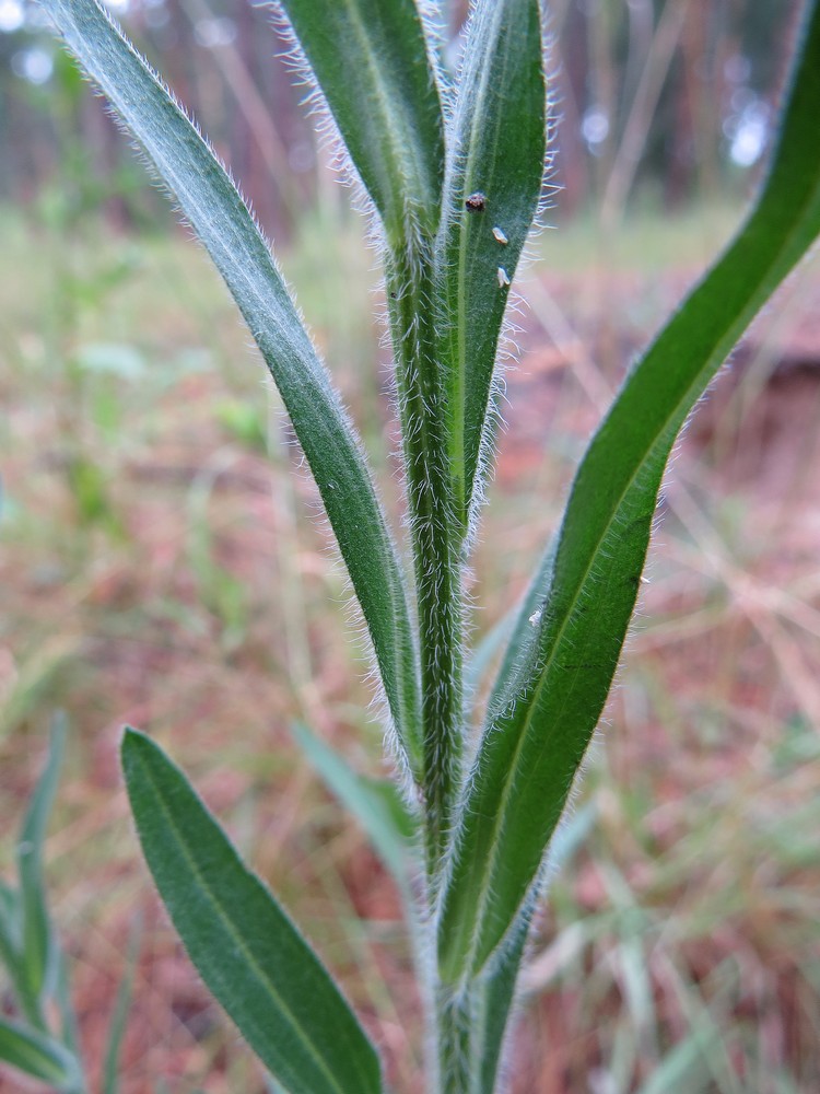 Image of Erigeron acris specimen.