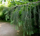 Picea breweriana. Ветвь с молодыми побегами. Германия, г. Дюссельдорф, Ботанический сад университета. 03.06.2014.