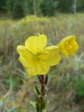genus Oenothera