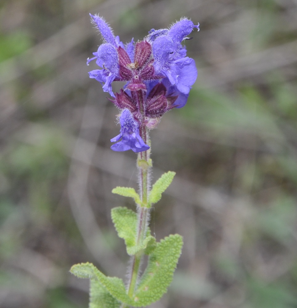 Изображение особи род Salvia.