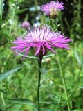 Centaurea jacea