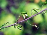 Aconitum septentrionale