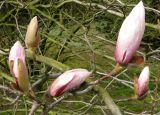 Magnolia stellata
