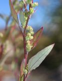 Chenopodium striatiforme