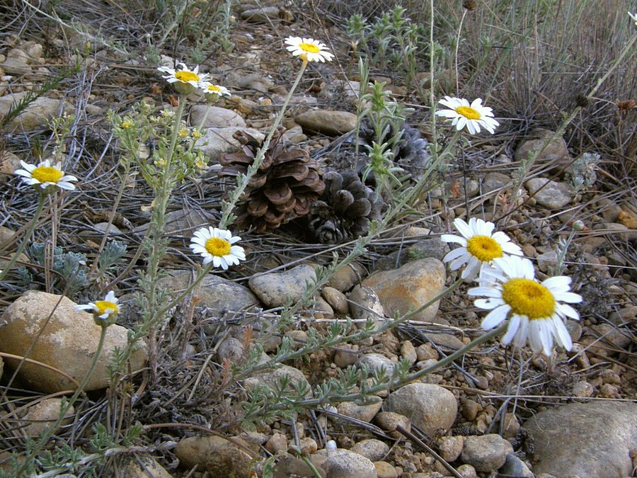 Image of Anthemis dubia specimen.