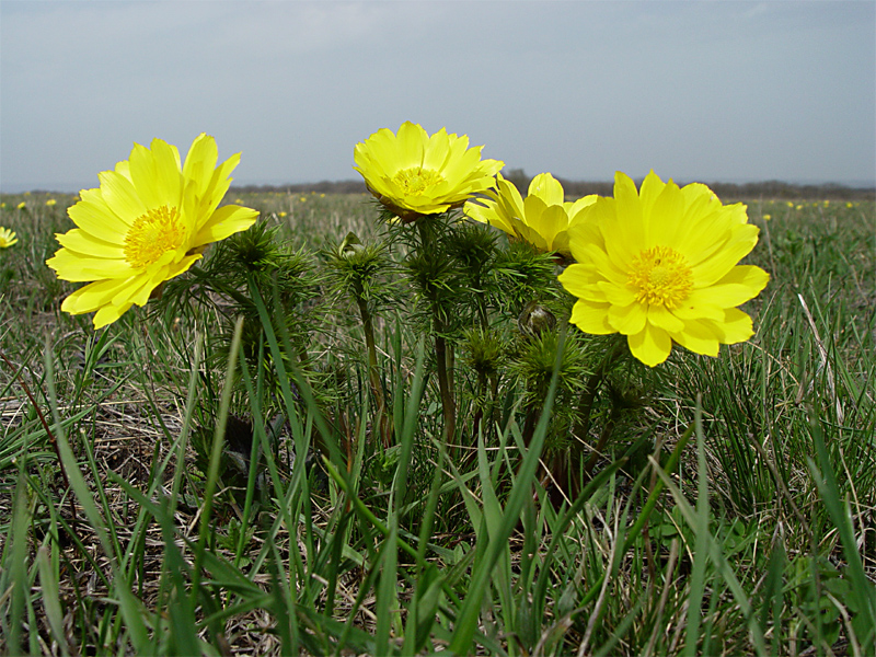 Изображение особи Adonis vernalis.