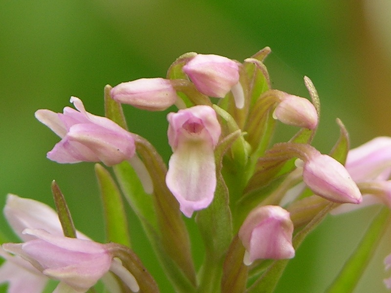 Image of Neolindleya camtschatica specimen.