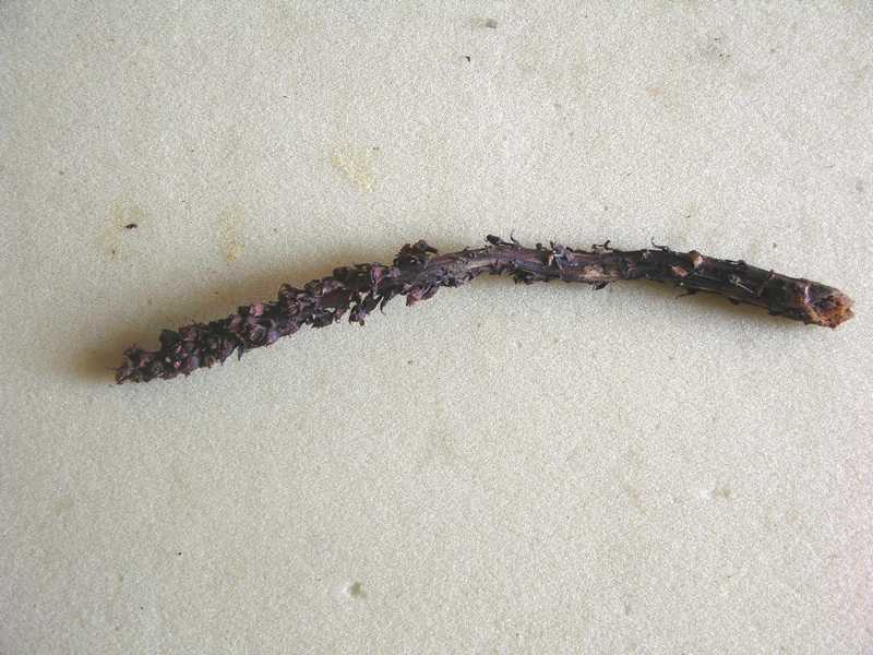Image of Boschniakia rossica specimen.