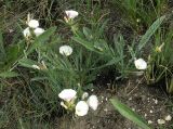 Convolvulus lineatus. Цветущее растение. Волгоградская обл., Ольховский р-н, меловые горы по правому берегу р. Иловля в окр. пос. Александровка. 12.06.2005.