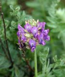 Oxytropis argentata. Соцветие. Юг Красноярского края, окр. г. Минусинск. Август 2009 г.