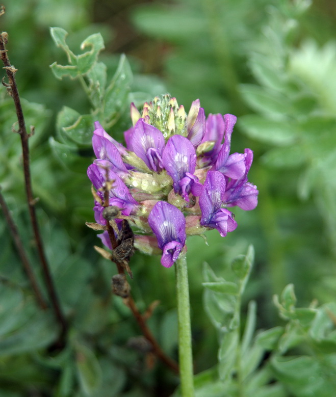 Image of Oxytropis argentata specimen.