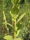 Verbascum phlomoides